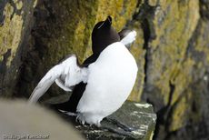 Tordalk (6 von 11).jpg